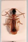 Demetrias monostigma