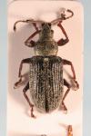 Phyllobius pyri