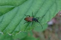 Stictoleptura maculicornis