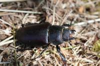 Lucanus cervus
