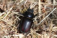 Lucanus cervus