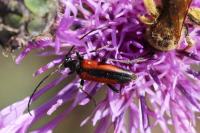 Stenurella melanura
