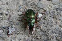 Carabus auratus