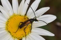 Stenurella melanura