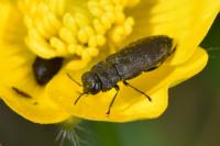 Anthaxia quadripunctata