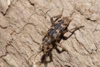 Rhagium sycophanta