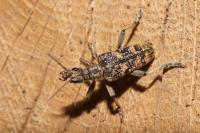 Rhagium sycophanta