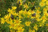 Oxythyrea funesta