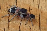 Clerus mutillarius