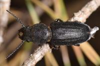 Spondylis buprestoides