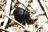 Galeruca tanaceti