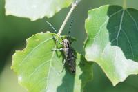 Saperda populnea