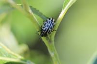 Chrysomela vigintipunctata