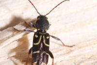 Xylotrechus antilope