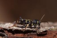 Xylotrechus antilope