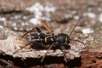Xylotrechus antilope