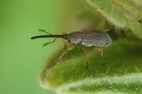 Rhopalapion longirostre