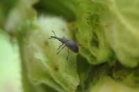 Rhopalapion longirostre