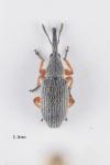 Rhopalapion longirostre