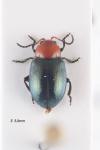 Podagrica fuscipes