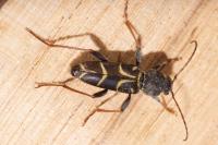 Xylotrechus antilope