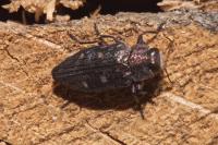 Chrysobothris affinis