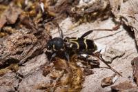 Xylotrechus antilope