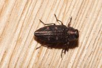 Chrysobothris affinis
