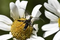 Anoplodera sexguttata