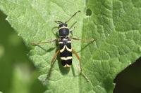 Clytus arietis
