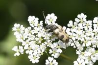 Pachytodes cerambyciformis
