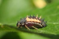 Harmonia axyridis