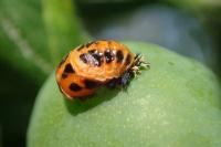 Harmonia axyridis