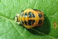 Harmonia axyridis
