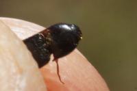 Ampedus erythrogonus