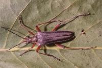 Stenocorus meridianus