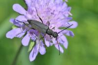 Anastrangalia dubia