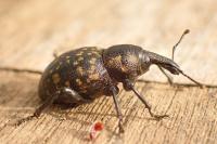 Liparus germanus