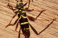 Clytus arietis