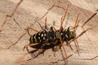 Plagionotus arcuatus