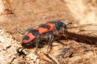 Trichodes alvearius