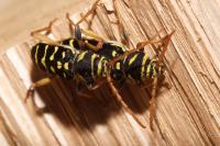 Plagionotus arcuatus