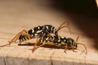 Plagionotus arcuatus