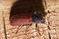 Bostrichus capucinus