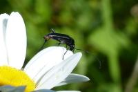 Rutpela nigra