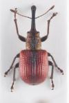 Tatianaerhynchites aequatus