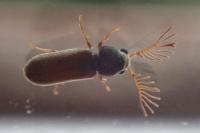 Ptilinus pectinicornis