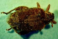 Orchestes quercus