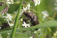 Agrypnus murinus