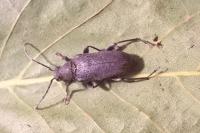 Stictoleptura scutellata
